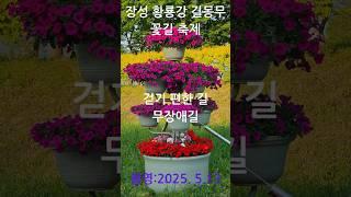 가고 싶은 엘로우 시티 장성, 걷고 싶은  황룡강 꽃길