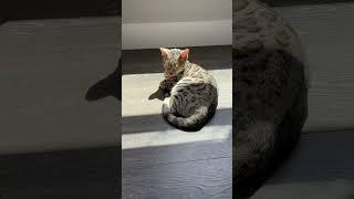 I took a nap #song#funny#cute#bengal #cuteanimal