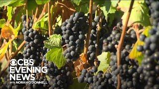 What declining wine sales mean for California's wine grape industry