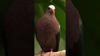 The Diamond Dove Adorably Steps Silently on the Branch #diamonddove