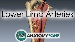 Lower Limb Arteries Overview - 3D Anatomy Tutorial