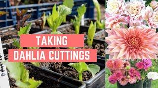 TAKING DAHLIA CUTTINGS | PROPAGATING DAHLIAS | GROWING & MULTIPLYING DAHLIAS | FLOWER FARMING