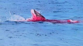 Innocent Diver Eaten Alive By Great White Shark!