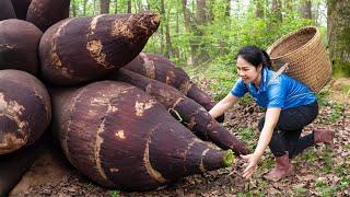 Harvesting World's No. 1 Mutant Cassava Variety Goes to Market Sell | Harvesting and Cooking