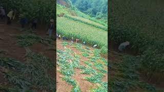 Sweet Corns Harvest On The Mountain #satisfying #shortsvideo