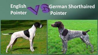 English Pointer VS German Shorthaired Pointer - Breed Comparison