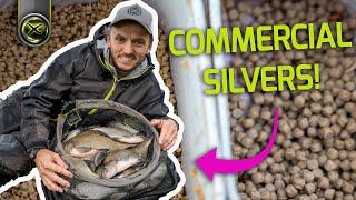 Catch BIG bags of commercial silverfish!