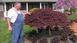 "Super Red" Laceleaf Weeping Japanese Maple