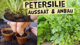 Sowing to harvest - how to get strong parsley plants in the bed and pot.