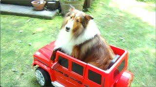 Sheltie driving Mercedes-BenzG500