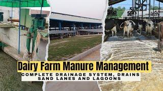 Dairy Farm Manure Management | Drainage System | Sand Lane | Lagoon | Mezan Dairy