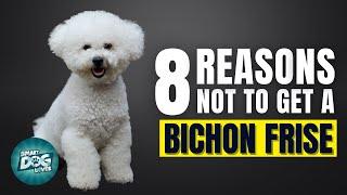 8 Reasons Why You SHOULD NOT Get a Bichon Frise