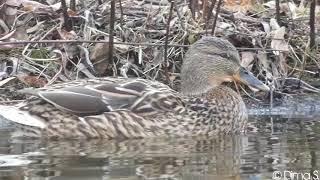 Mallard Duck Calling / Stockente ruf Friedrich Ebertpark - Ludwigshafen am Rhein