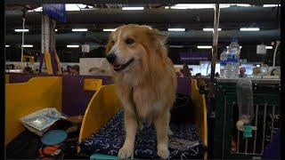 "Oliver" the Icelandic Sheepdog Westminster Kennel Club Dog Show 2020