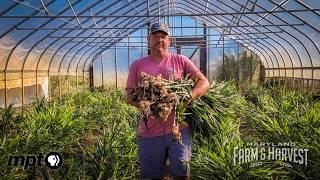 Farming Produce from 100's of Years Ago | Maryland Farm & Harvest