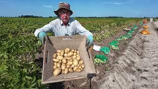 Kartoffelzucht Nr. 216 Pflanzkartoffeln selektieren Klone im zweiten Jahr für neue Sorten.