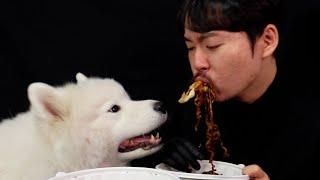 대형견이랑 짜장면 먹방 (Jjajangmyun Mukbang with a large dog)