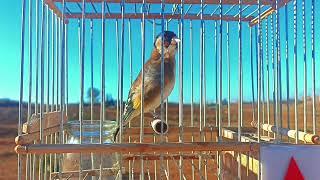A female goldfinch call for mating | female goldfinch call | female goldfinch singing