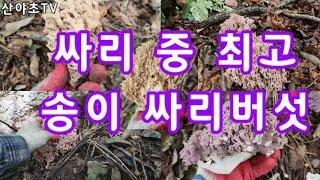 송이 싸리버섯이 진짜 참싸리 버섯이다. 보라 싸리버섯 채취방법과 안심하고 먹는 방법 공개~! 산야초TV 산야초산행#MyYearOnYouTube2023