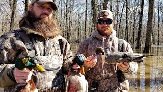 Two days of Chasing Arkansas Ducks (Pintail in the Timber)