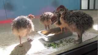 Ostrich Chicks at the California Academy of Sciences