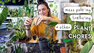 Setting My Imports Up For SUCCESS + Fun Plant Chores 