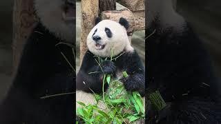 小吃货杭四胖大熊猫香果 吃货 视频来源于网络