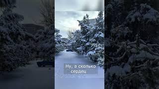 МОХНАТЫЕ ЕЛИ