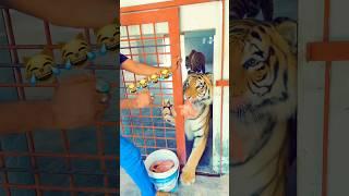 Tiger is out from cage#savelions #bengaltiger #tiger #animals #tigers #shorts