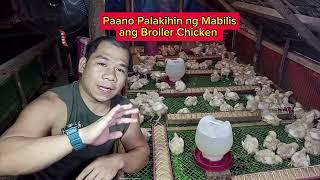 Paano Palakihin ng mabilis ang 45 Day's Chicken or Broiler Chicken