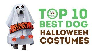 Top Best Dog Halloween Costumes