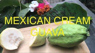 MEXICAN CREAM GUAVA - In my Garden