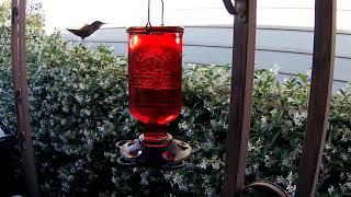 Humming Birds with Fred Sottile