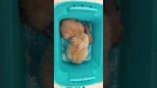 Pet Expo new baby bunnies 3/14/17