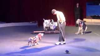 Комическая дрессура собак. Цирк Якубовские шоу с собачками. Yakubovskie.ru dog-show CIRCUS