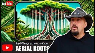 Aerial Roots: Top 5 Facts You NEED to Know