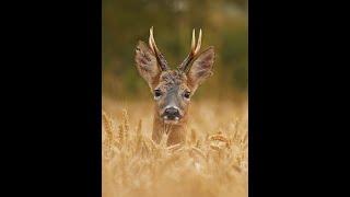 Wildlife Photography Masterclass Lesson 6 promo clip