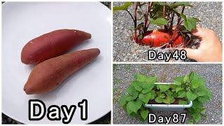 Germinated [sweet potatoes] bought at a grocery store and grown in a planter.