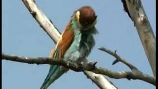 Bienenfresser brüten ... Helmut Sütsch Fuchsfilm.de - bee-eater