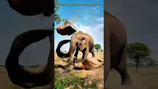 The elephant smashes the stone, stunning the lion