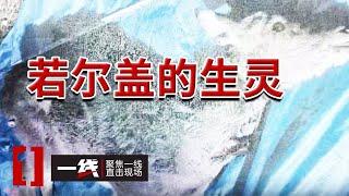 《一线》严防偷盗野生动植物行为 四川阿坝州森林警察在行动！20241106