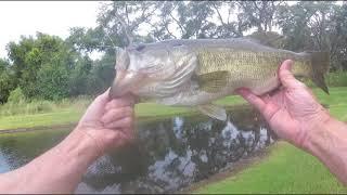 Monster Bass Fishing A Small Urban Retention Pond