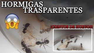 ¡HORMIGAS TRANSPARENTES Y CHUCHES!  | LASIUS GRANDIS