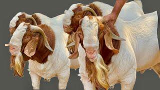 India’s Best Full Blood African Boer Goats | Ustaad Sohail Bhai - Boer King of Kurla, Mumbai