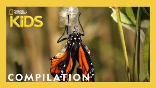 AMAZING ANIMALS! | 1 Hour | Nat Geo Kids Compilation | @natgeokids