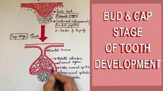 Development of Tooth - Part 1: Initiation, Bud and Cap stage of Tooth development