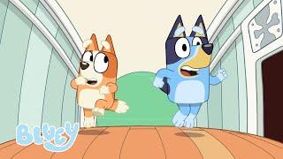 Bluey Saison 1 Épisodes complets | Bluey Français Chaîne Officielle 