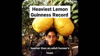 Heaviest lemon in Kefar Zeitim, Israel #guinessworldrecord #shutterbulky