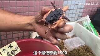 佛山顺德乌龟市场，地摊上的金钱龟16800块钱！变异巴西龟3万块钱？值得入手吗？