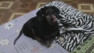 Alanis - A Dachshund mais Linda do Mundo